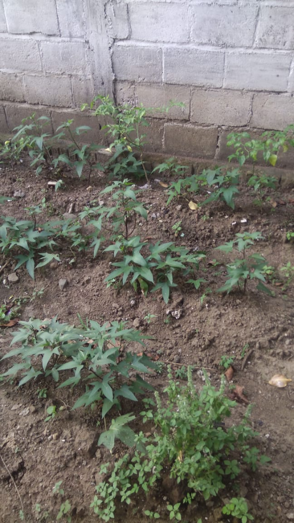 Merawat Ubi Jalar, Kegiatan Iseng Saya Selama Covid-19