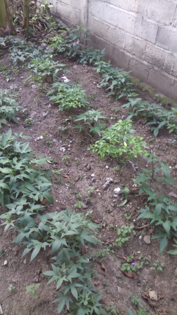 Merawat Ubi Jalar, Kegiatan Iseng Saya Selama Covid-19