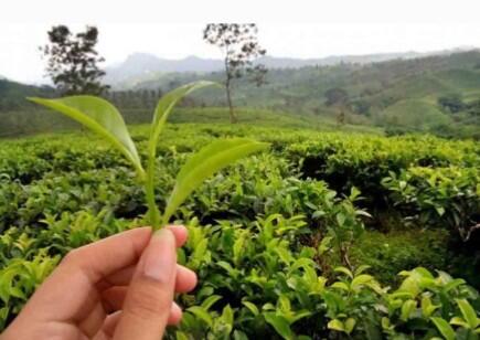 &#91;COC Reg. Tasikmalaya&#93; Wisata Tasikmalaya Bikin Jatuh Hati dan Ingin Kembali.