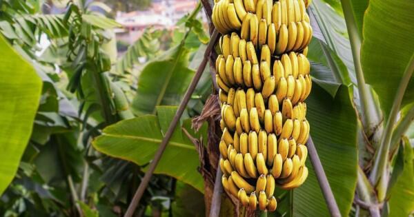 Mudah Tumbuh dan Dirawat, Mari Menanam Pisang di Kebun