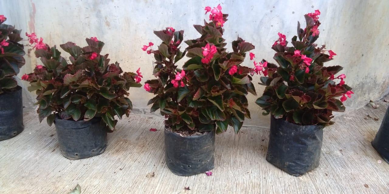 Yuk Kenalan Sama Begonia ! Bunganya Negara Tropis Yang Terkenal Karena Pesonanya.