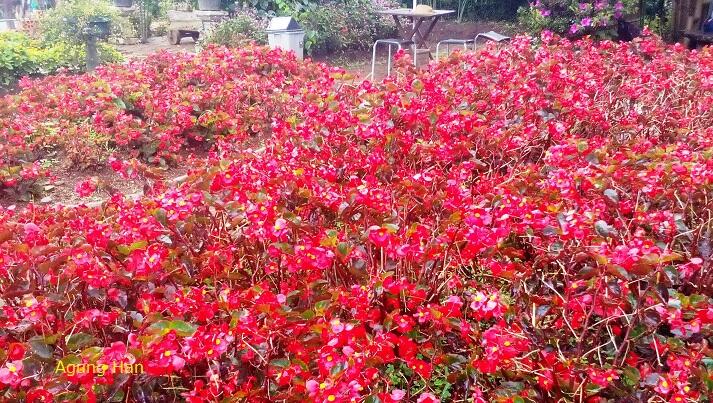 Yuk Kenalan Sama Begonia ! Bunganya Negara Tropis Yang Terkenal Karena Pesonanya.