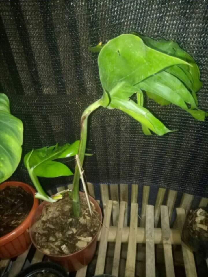 Tips Memelihara Tanaman Variegata Yang Baru Tumbuh
