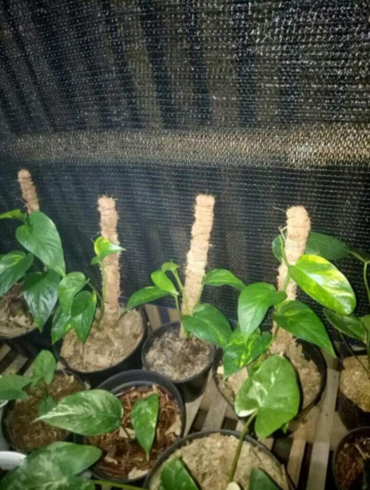 Tips Memelihara Tanaman Variegata Yang Baru Tumbuh