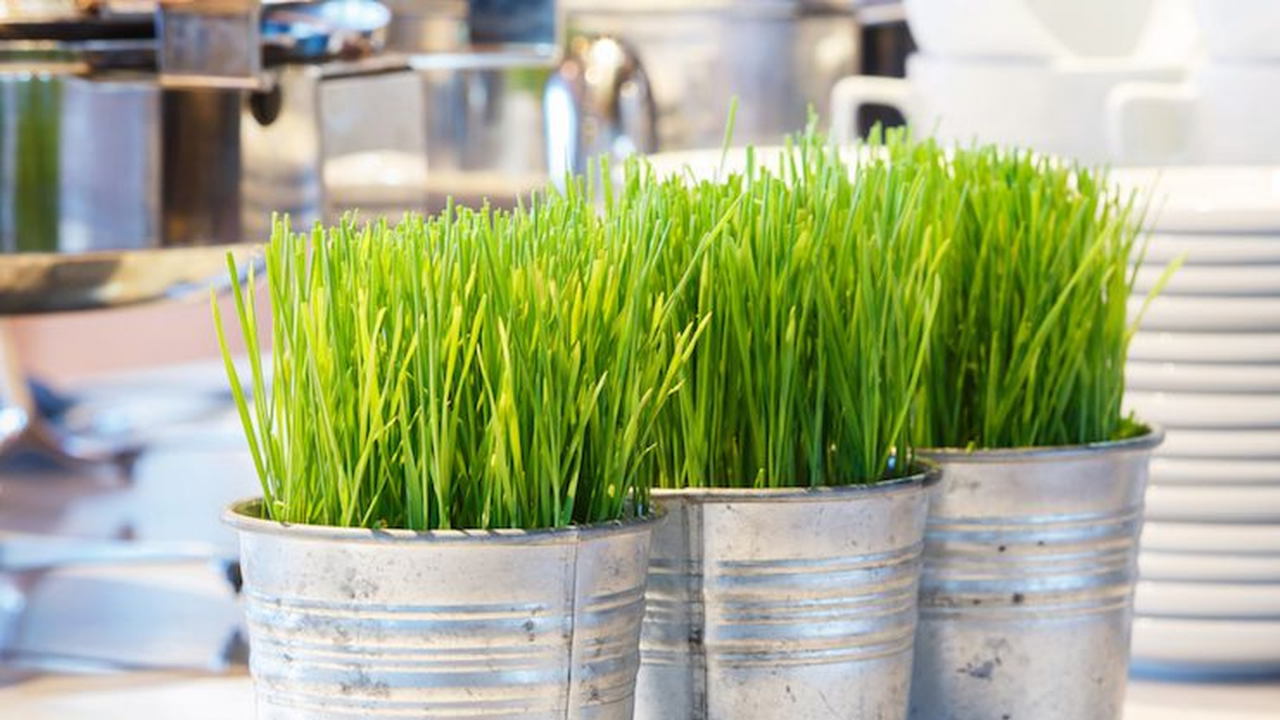 Menanam Rumput Gandum sebagai Tanaman Hias dan Kesehatan