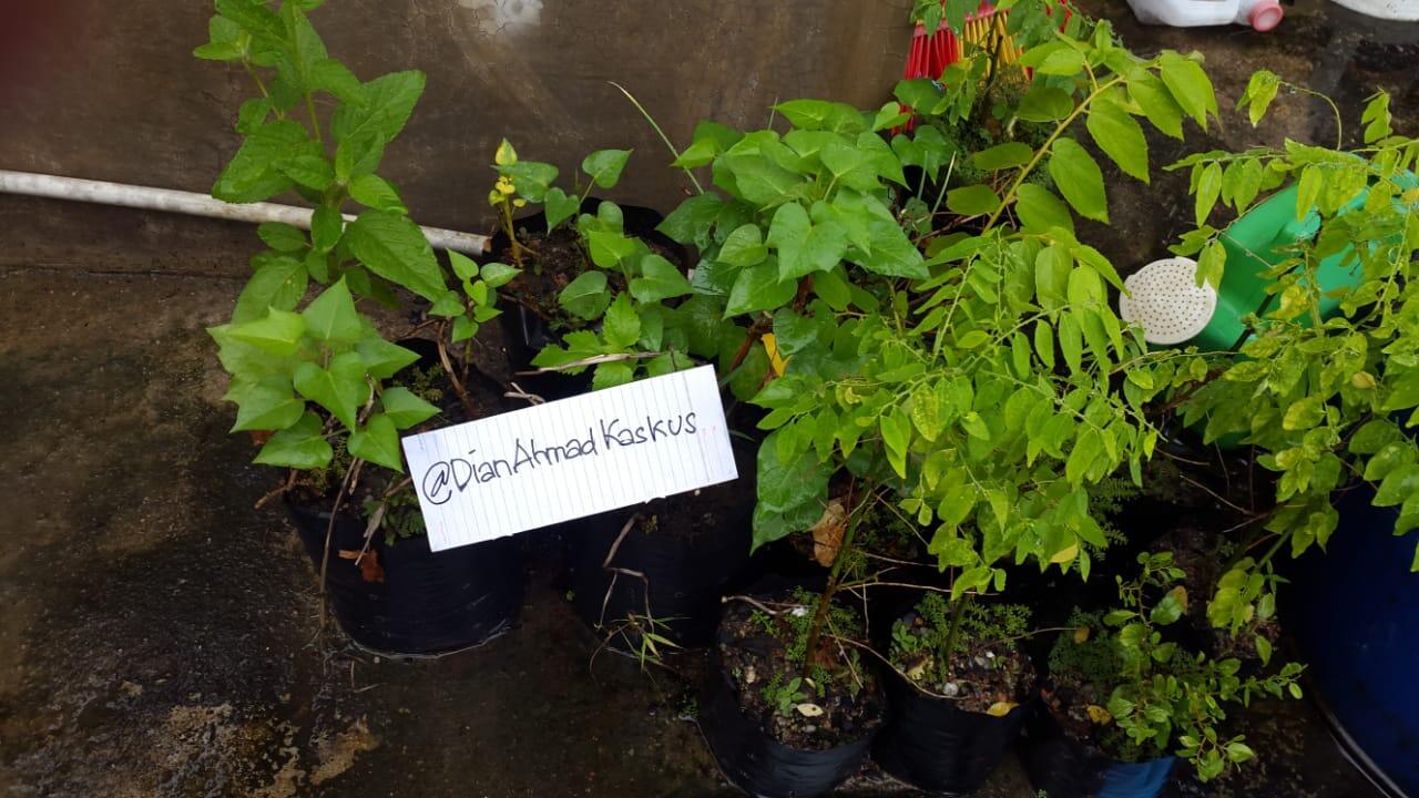 Tabulampot, Solusi Bercocok Tanam Untuk Lahan Sempit