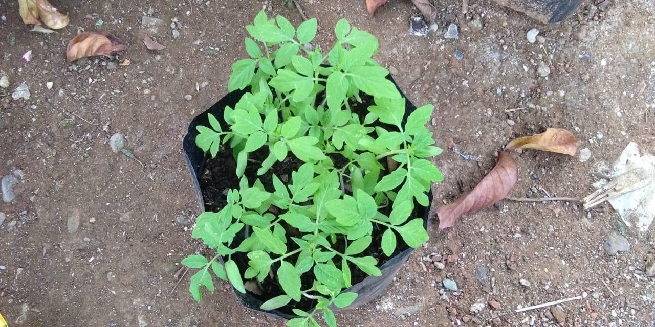 Malas Tanam Tomat Karena Mahal Beli Bibit? Yuk Bikin Bibit Sendiri Aja. Lebih Hemat !