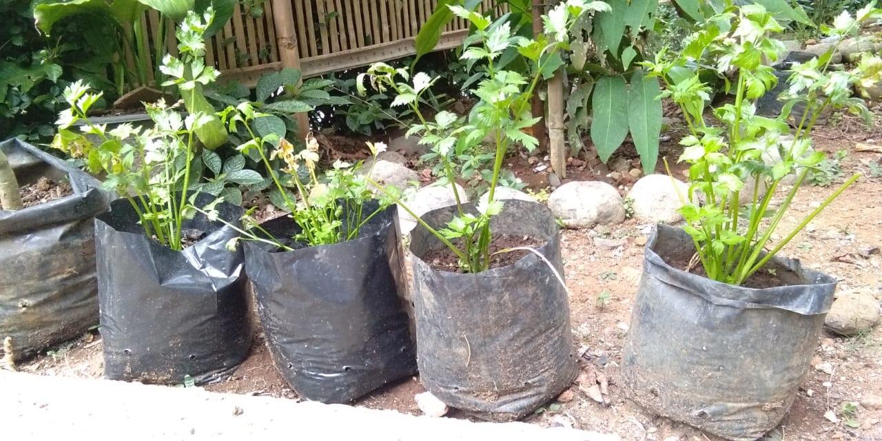 Siapa Bilang Budidaya Seledri Sulit? Ikuti Tips Dari Ane, Dan Buktikan Kemudahannya.