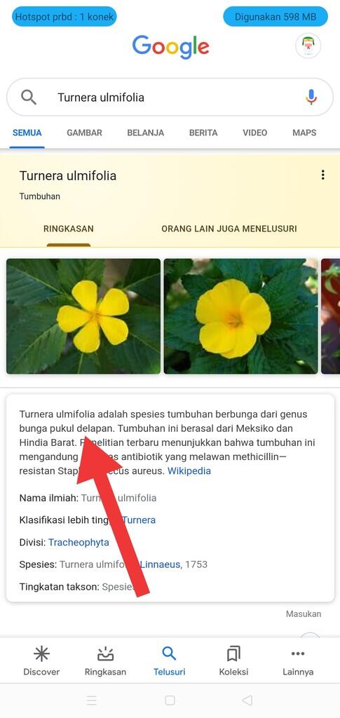 &#91;INFO&#93; Cara Mengetahui Nama Tanaman Hanya Dari Fotonya Saja