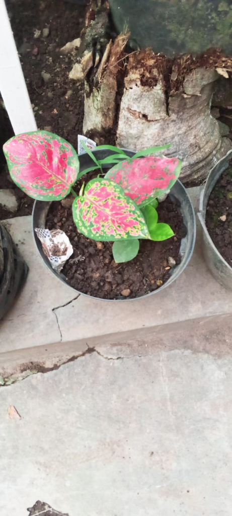 Ditipu Bulek Aglonema Yang Harganya Mahal Hanya Di Beli 50 Ribu Saja