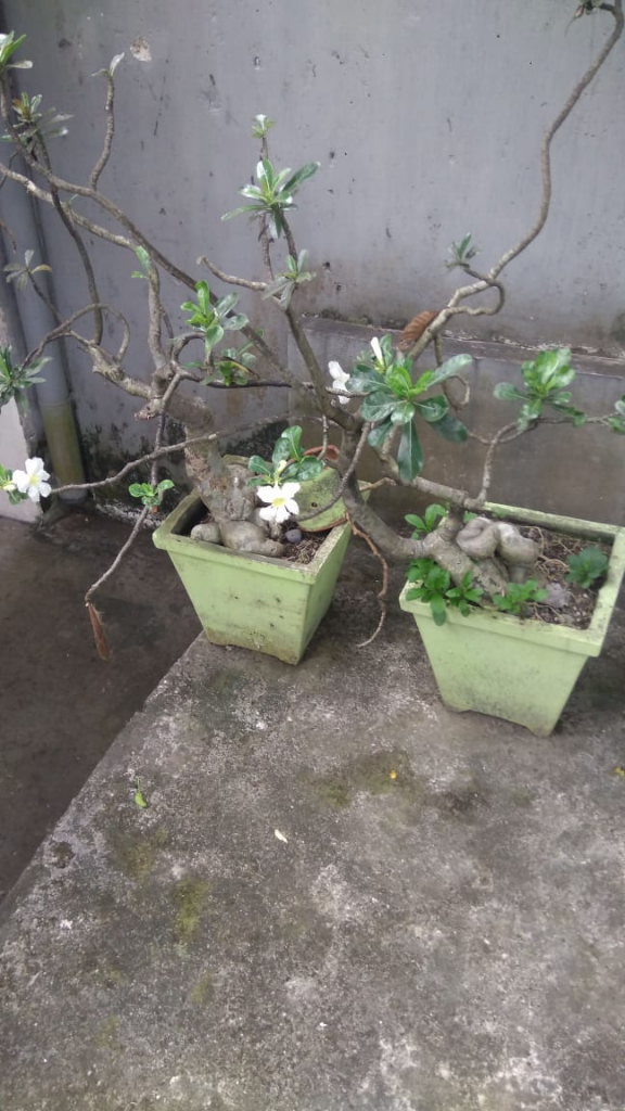 Kamboja Kembang Kuburan?, Jangan Salah Bisa Jadi Rezeki