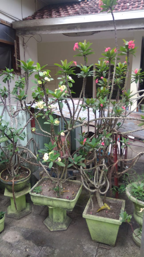 Kamboja Kembang Kuburan?, Jangan Salah Bisa Jadi Rezeki