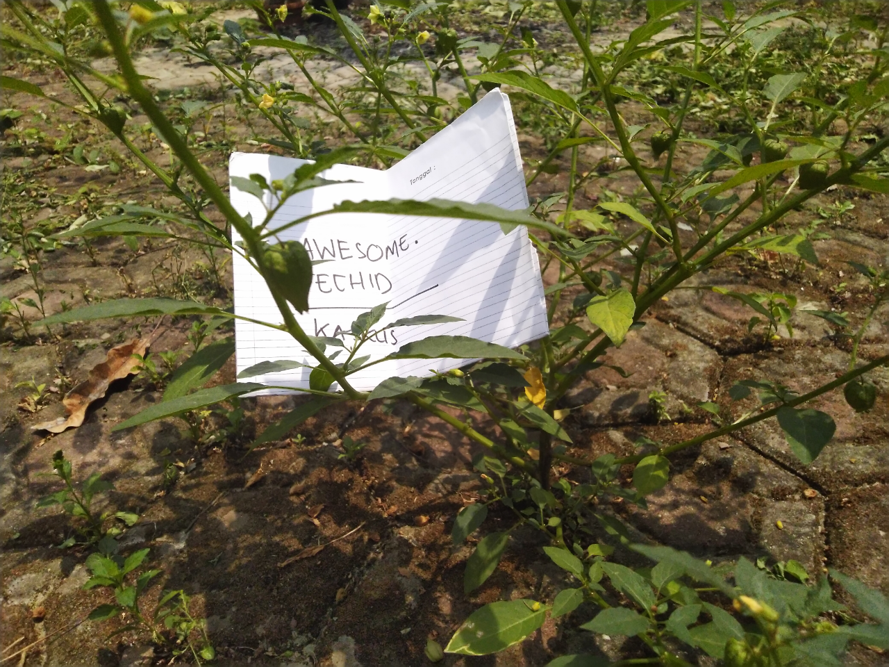 Ciplukan, Tanaman Liar Yang Ane Rawat Sepenuh Hati Seperti Anak Sendiri