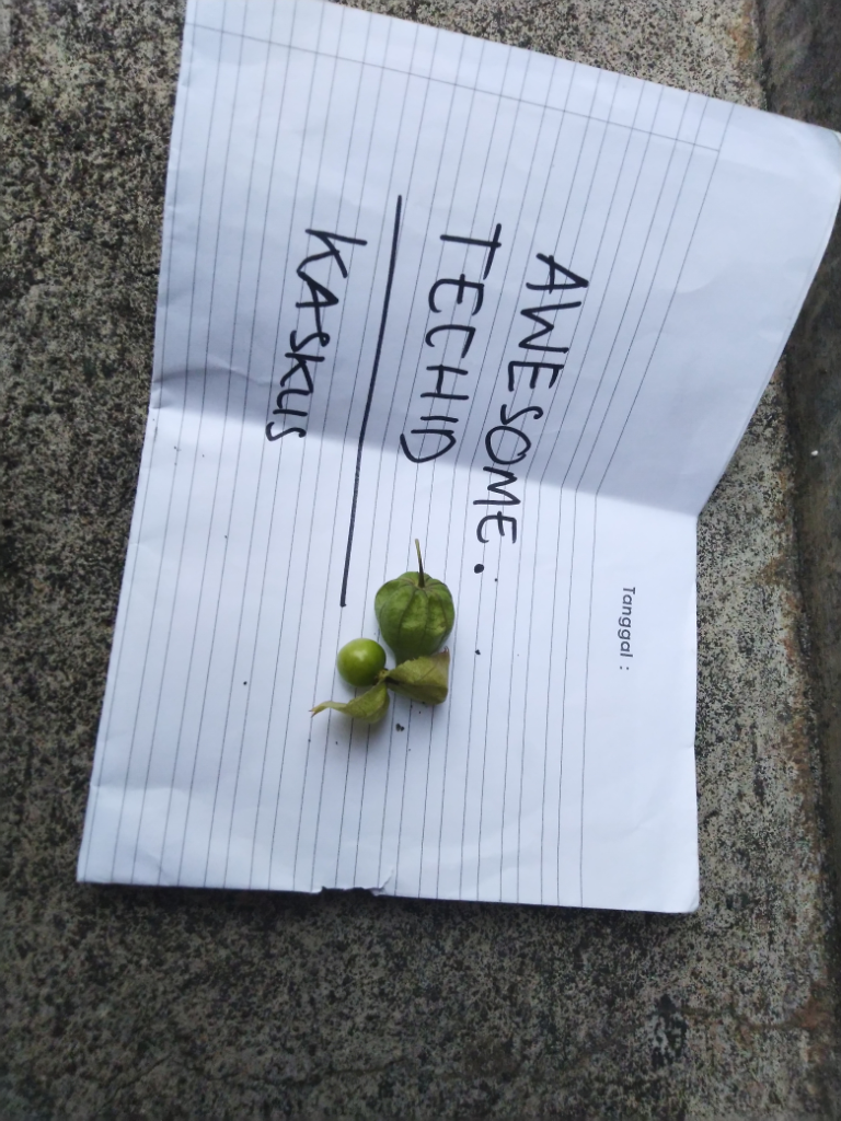 Ciplukan, Tanaman Liar Yang Ane Rawat Sepenuh Hati Seperti Anak Sendiri