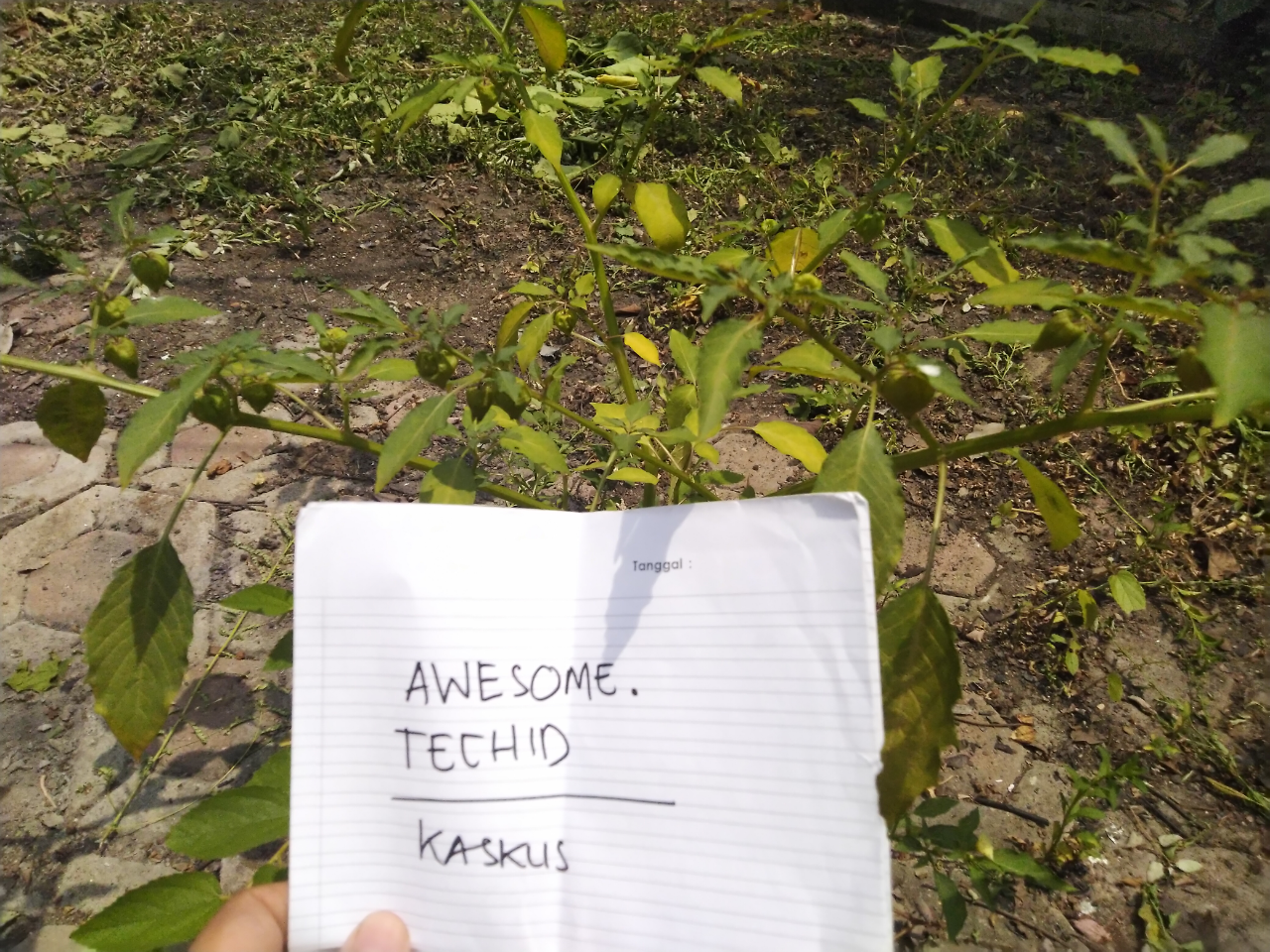 Ciplukan, Tanaman Liar Yang Ane Rawat Sepenuh Hati Seperti Anak Sendiri