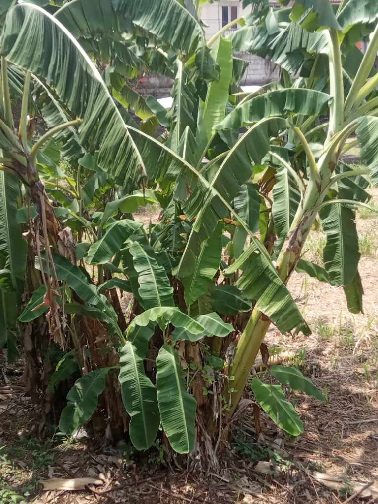 Mudah Tumbuh dan Dirawat, Mari Menanam Pisang di Kebun