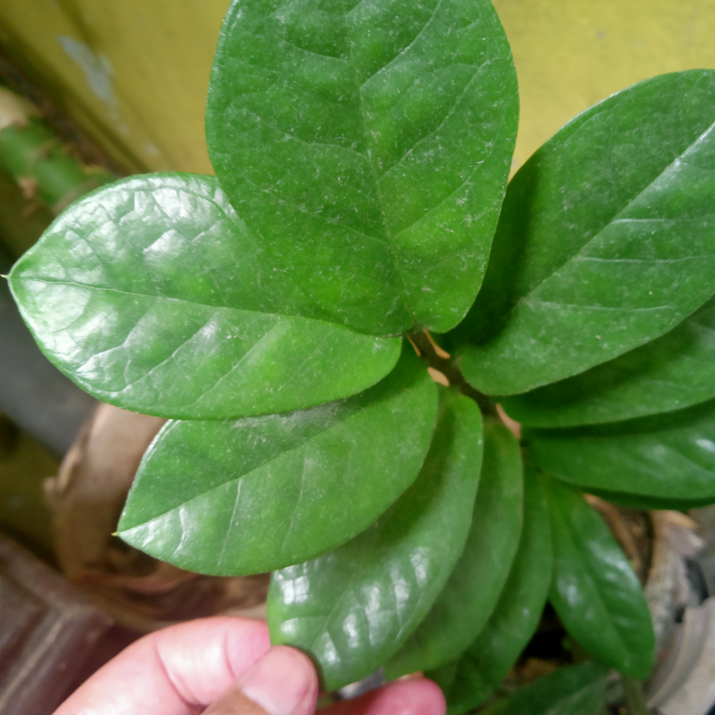 Plant Styling, Tanaman Juga Butuh Di-Salon Biar Nggak Kalah Glowing dengan Kulitmu!