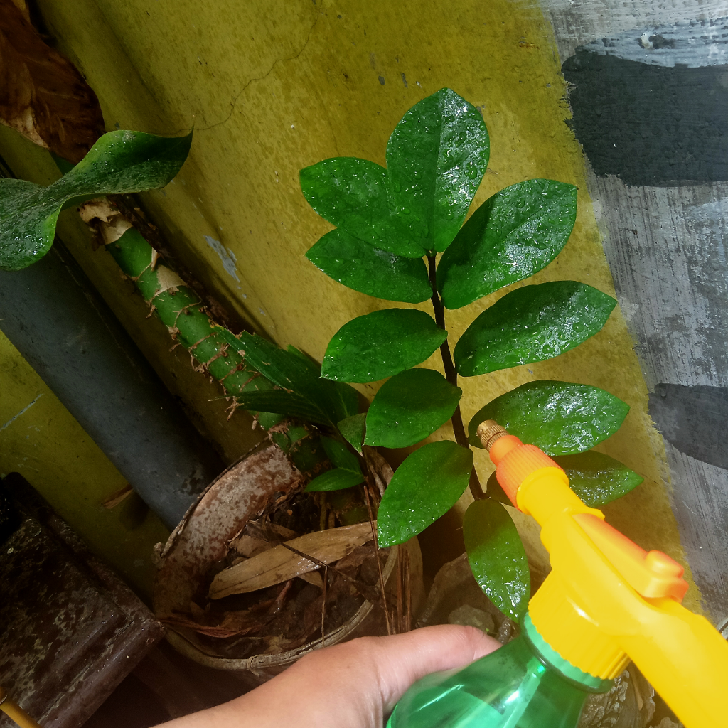 Plant Styling, Tanaman Juga Butuh Di-Salon Biar Nggak Kalah Glowing dengan Kulitmu!