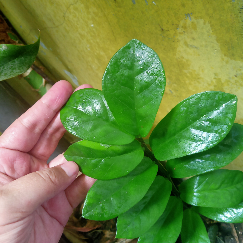 Plant Styling, Tanaman Juga Butuh Di-Salon Biar Nggak Kalah Glowing dengan Kulitmu!