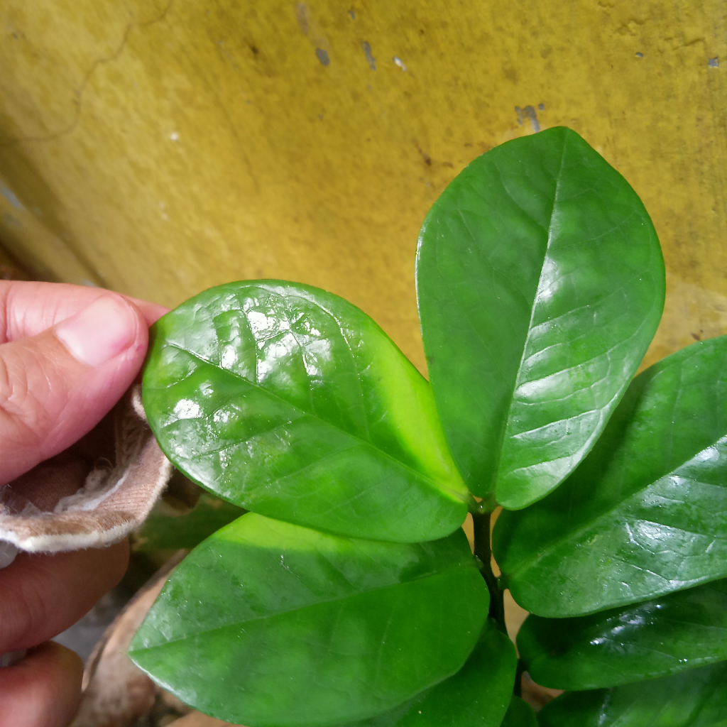 Plant Styling, Tanaman Juga Butuh Di-Salon Biar Nggak Kalah Glowing dengan Kulitmu!