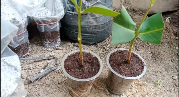 Agan Pencinta Jambu? Simak Tips Mudah Stek Jambu Madu