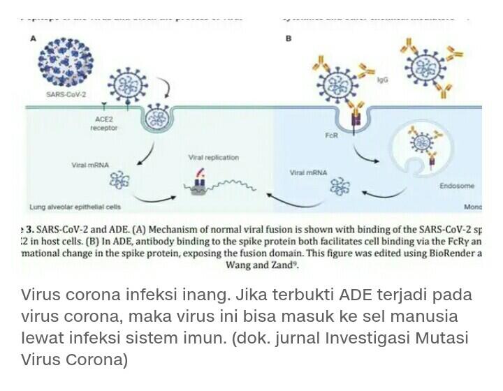 Ini Sebab Antibodi Tak Berkutik Lawan Virus Corona