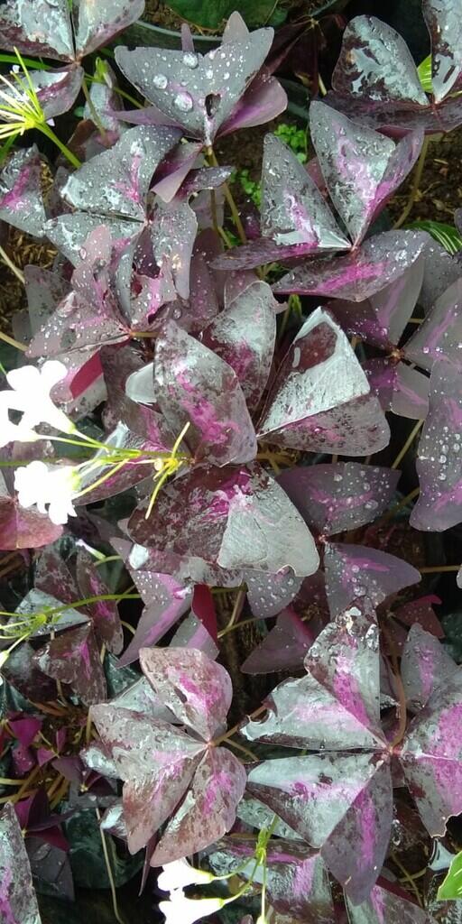Ingin Membeli Tanaman Hias Cantik Harga Murah? Purple Shamrock Bisa Jadi Pilihan.