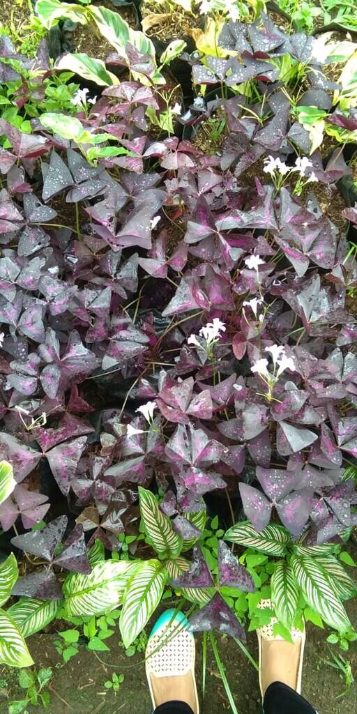 Ingin Membeli Tanaman Hias Cantik Harga Murah? Purple Shamrock Bisa Jadi Pilihan.