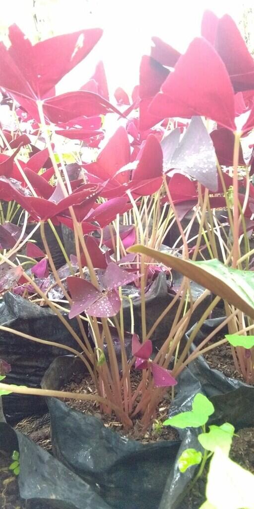 Ingin Membeli Tanaman Hias Cantik Harga Murah? Purple Shamrock Bisa Jadi Pilihan.