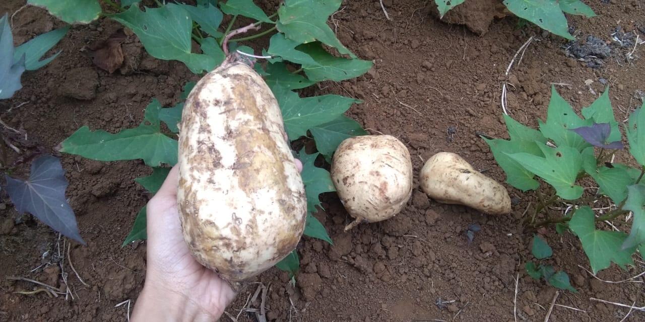Bingung Lahan Mau Di Tanami Apa? Yuk Tanam Ubi Jakar Saja, Kaya Akan Manfaat Lho!