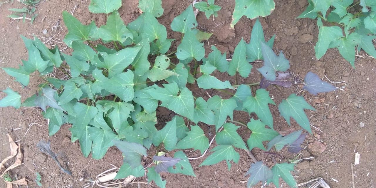 Bingung Lahan Mau Di Tanami Apa? Yuk Tanam Ubi Jakar Saja, Kaya Akan Manfaat Lho!
