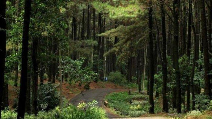 Foto Gadis Berjilbab Dipaksa Mantap-Mantap Di Hutan Tersebar Di Medsos