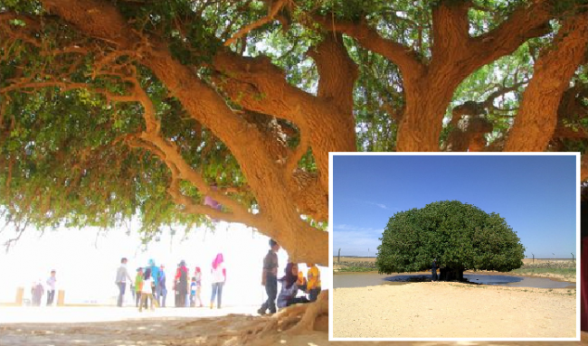 Tumbuh di Gurun, 5 Fakta Unik Pohon Sahabat Nabi Ini Masih Hidup Hingga Kini! 
