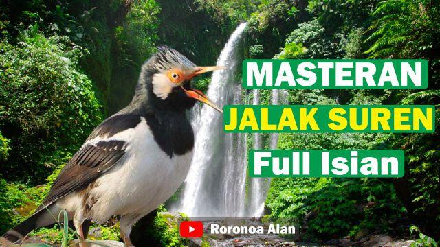 Masteran Jalak Suren Full Isian Tembakan