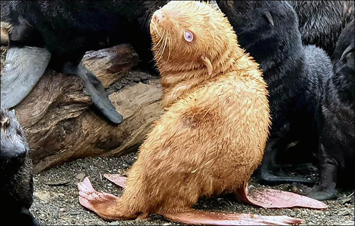 Anjing Laut Berwarna Jahe Yang Langka