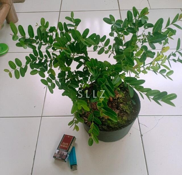 Renda, Tanaman Buah Langka Berkhasiat Obat Yang Terlupakan