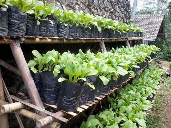 4 Tips Bercocok Tanam Bagi si Pemilik Lahan Sempit