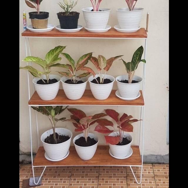4 Tips Bercocok Tanam Bagi si Pemilik Lahan Sempit