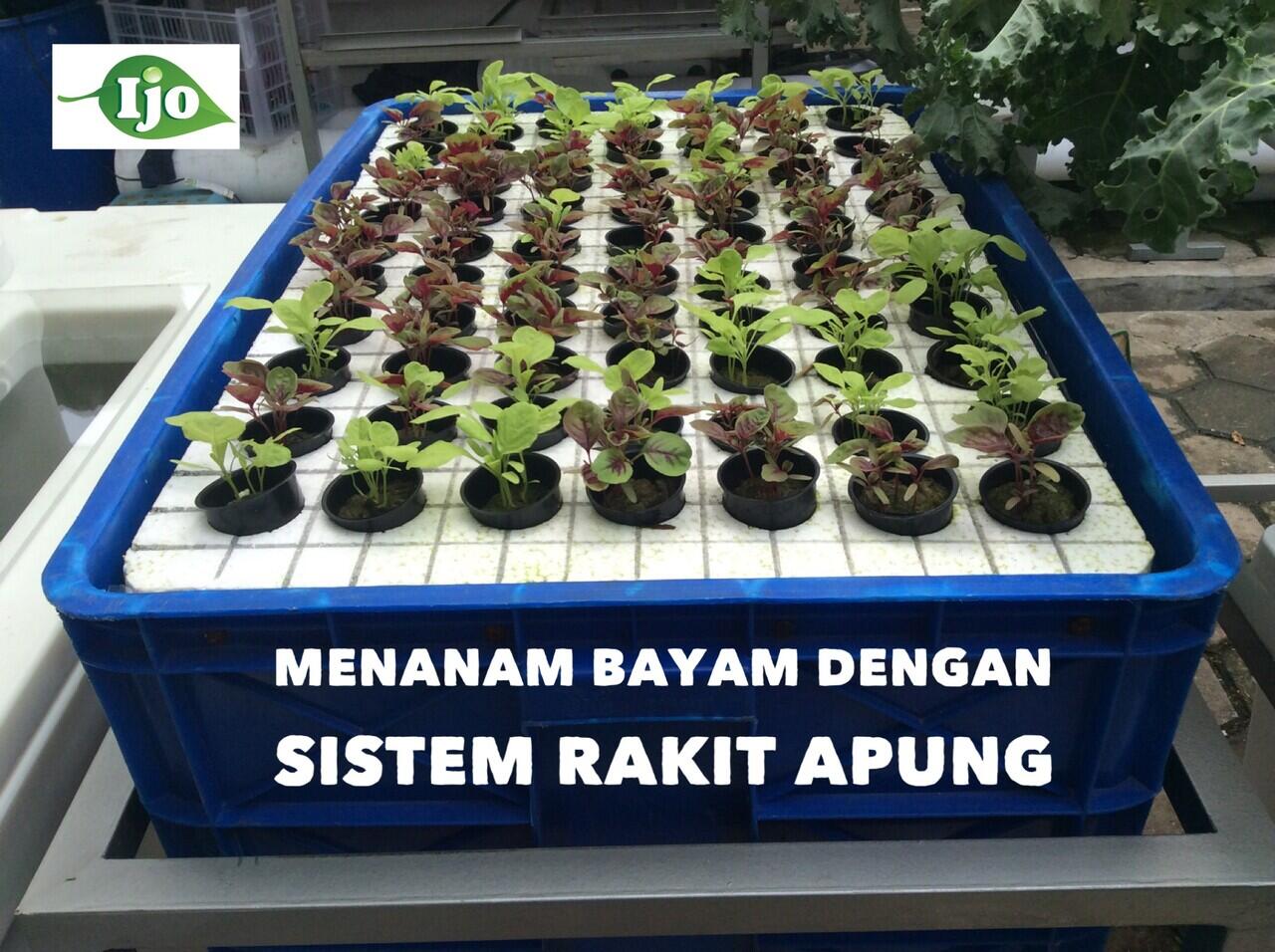 4 Tips Bercocok Tanam Bagi si Pemilik Lahan Sempit