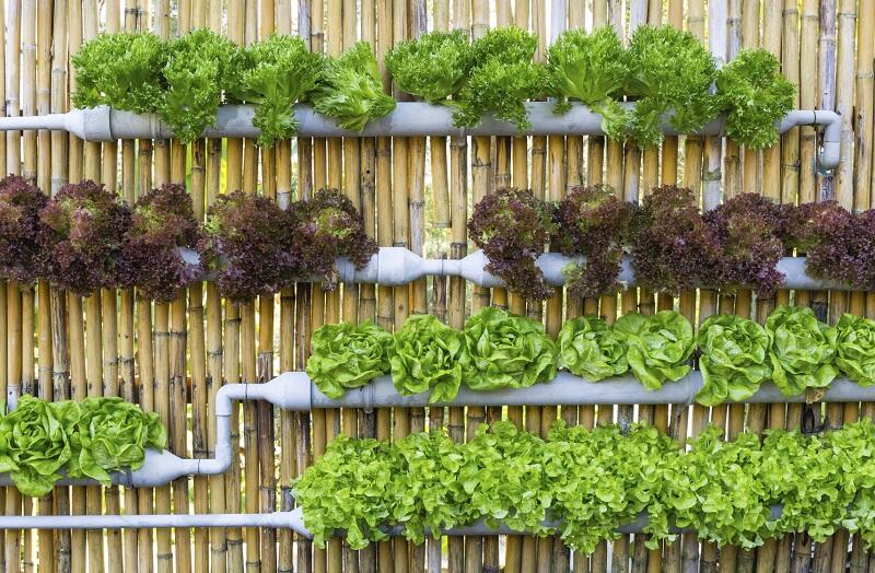 4 Tips Bercocok Tanam Bagi si Pemilik Lahan Sempit