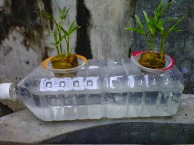 4 Tips Bercocok Tanam Bagi si Pemilik Lahan Sempit
