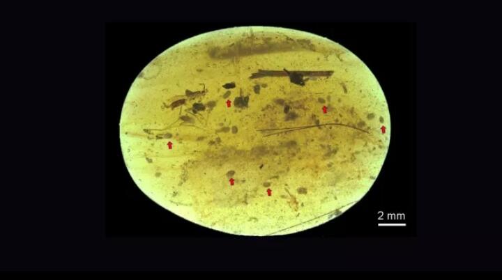 Berusia 100 juta tahun, sperma tertua di dunia ditemukan