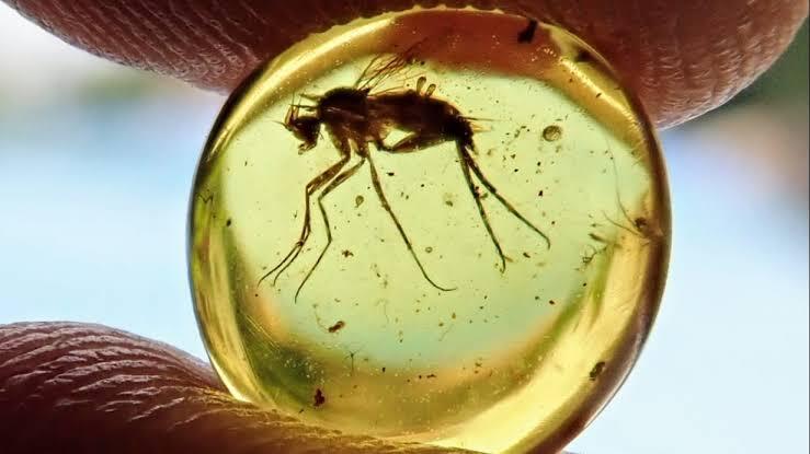 Berusia 100 juta tahun, sperma tertua di dunia ditemukan