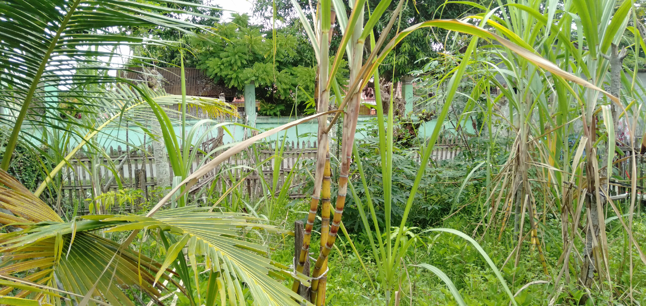 Pekarangan Rumah Dibiarkan Kosong? Mending Dimanfaatkan untuk Penuhi Kebutuhan Harian