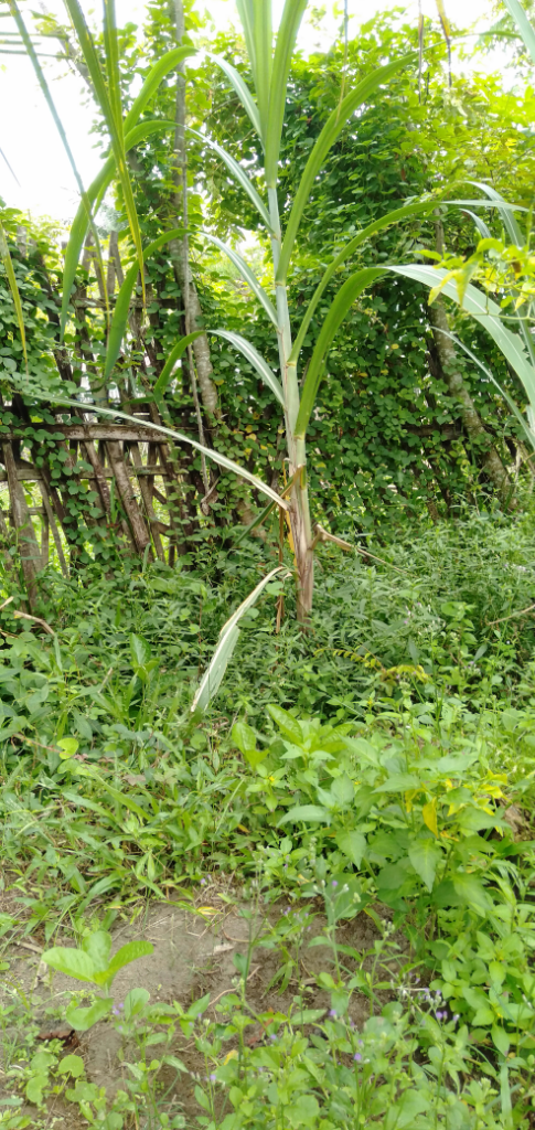Pekarangan Rumah Dibiarkan Kosong? Mending Dimanfaatkan untuk Penuhi Kebutuhan Harian