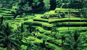 &#91;Nasionalisme&#93;Hari Agraria Nasional Setiap 24 September. Mari Hormati Jasa Petani2...