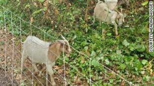 Di Oregon, Amerika Serikat Kambing dipekerjakan untuk membantu memadamkan kebakaran