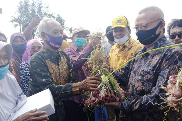 Petani Bawang Mengeluh Cari Pupuk Seperti Teroris