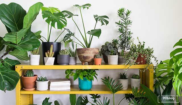 Berbagi Cara Simple Menanam Tanaman Bonsai Nih !