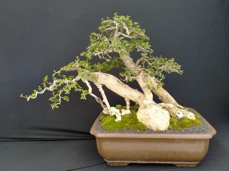 Berbagi Cara Simple Menanam Tanaman Bonsai Nih !